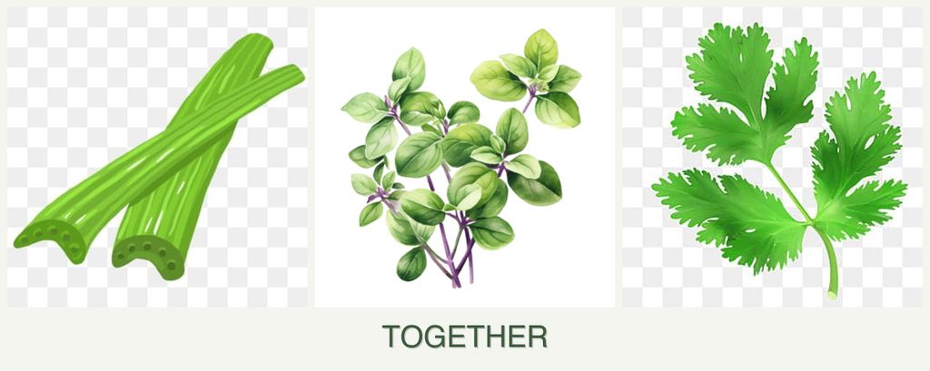 Can you plant celery, oregano and parsley together?