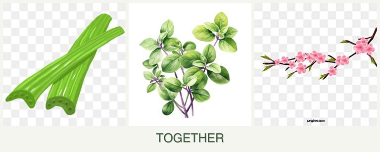 Can you plant celery, oregano and peaches together?