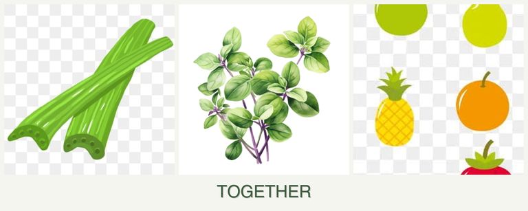 Can you plant celery, oregano and pears together?