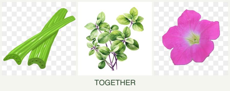 Can you plant celery, oregano and petunias together?