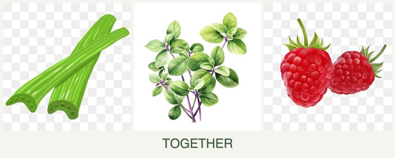 Can you plant celery, oregano and raspberries together?