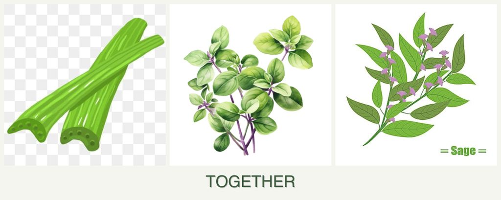Can you plant celery, oregano and sage together?