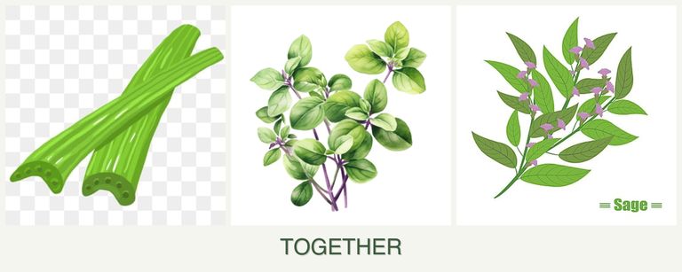 Can you plant celery, oregano and sage together?