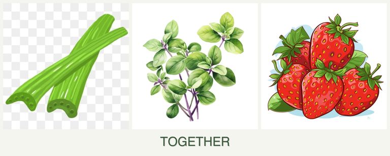 Can you plant celery, oregano and strawberries together?