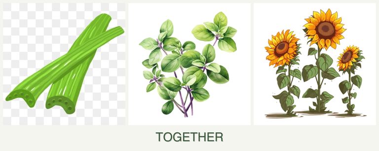 Can you plant celery, oregano and sunflowers together?