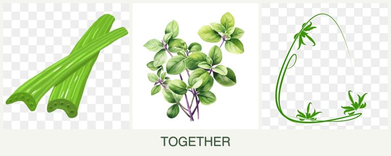 Can you plant celery, oregano and tarragon together?