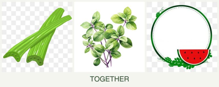 Can you plant celery, oregano and watermelons together?