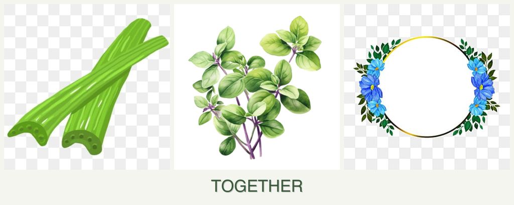 Can you plant celery, oregano and zinnias together?