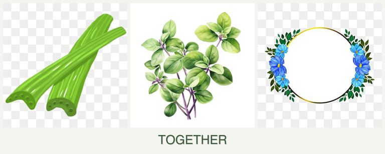 Can you plant celery, oregano and zinnias together?