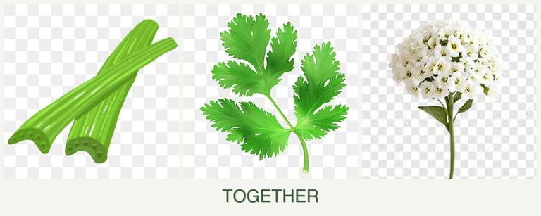 Can you plant celery, parsley and alyssum together?