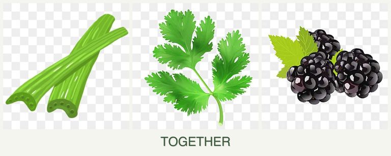 Can you plant celery, parsley and blackberries together?