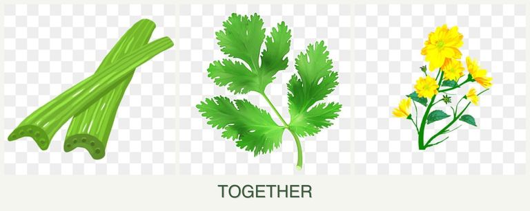 Can you plant celery, parsley and calendula together?