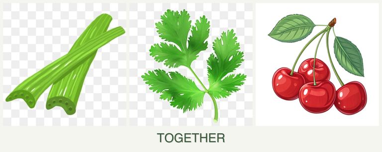 Can you plant celery, parsley and cherries together?