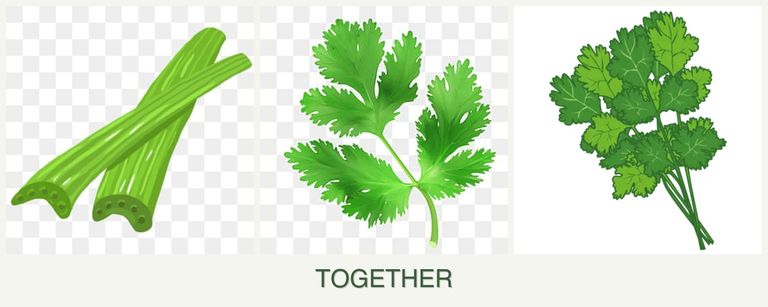Can you plant celery, parsley and cilantro together?