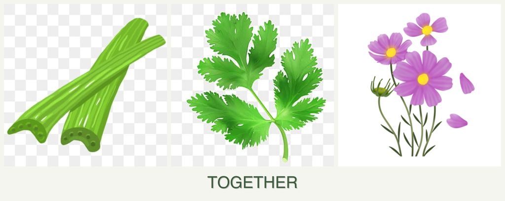 Can you plant celery, parsley and cosmos together?