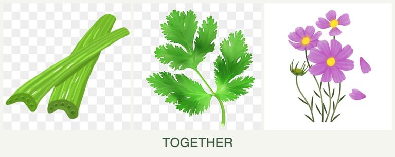 Can you plant celery, parsley and cosmos together?