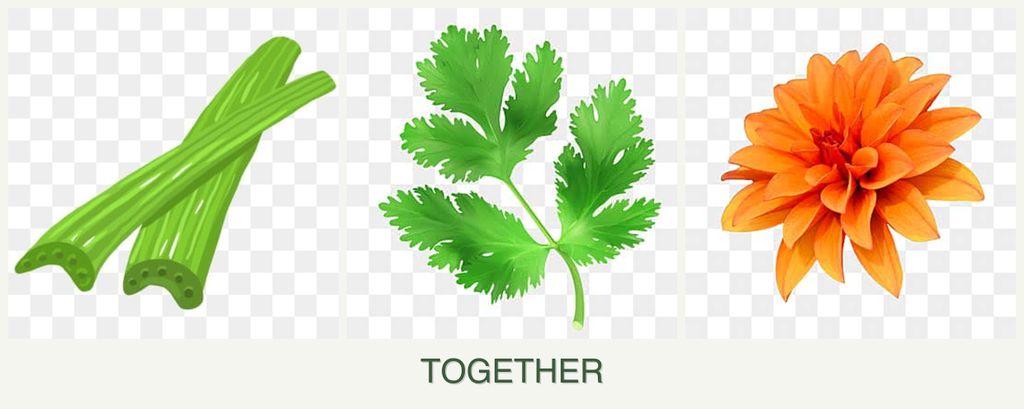 Can you plant celery, parsley and dahlias together?