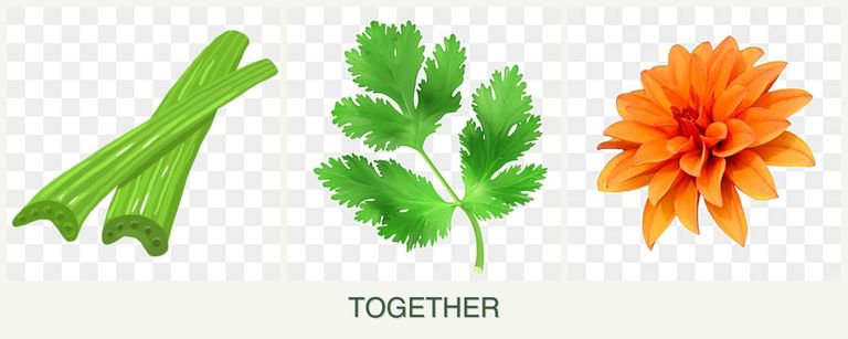 Can you plant celery, parsley and dahlias together?