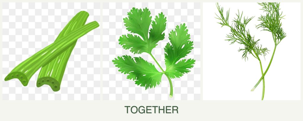 Can you plant celery, parsley and dill together?