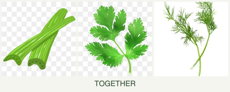 Can you plant celery, parsley and dill together?