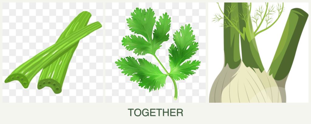 Can you plant celery, parsley and fennel together?