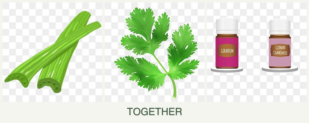 Can you plant celery, parsley and geraniums together?