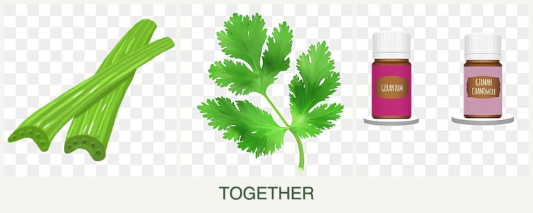Can you plant celery, parsley and geraniums together?