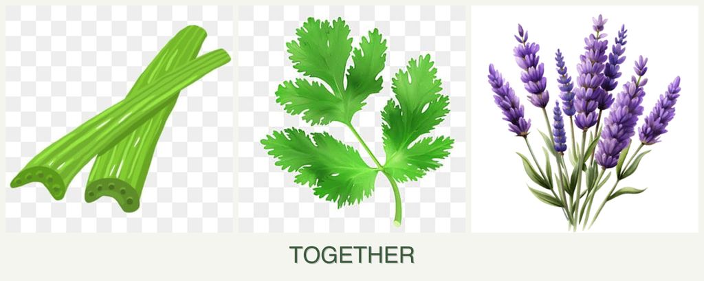 Can you plant celery, parsley and lavender together?