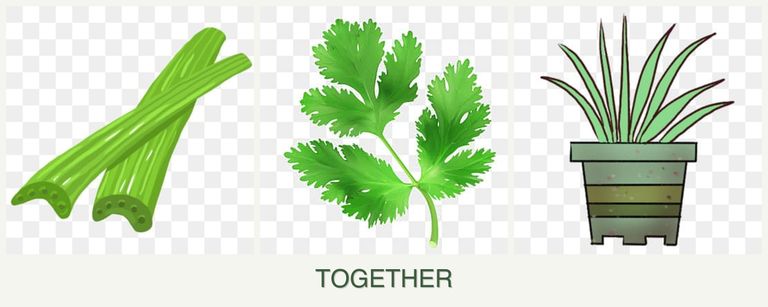 Can you plant celery, parsley and lemongrass together?