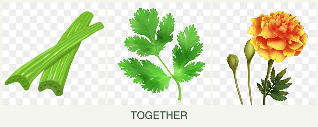 Can you plant celery, parsley and marigolds together?