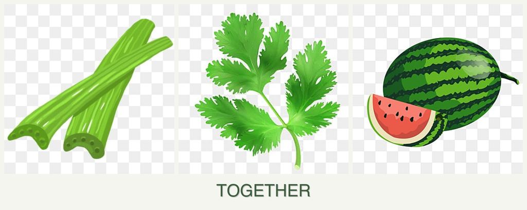 Can you plant celery, parsley and melons together?