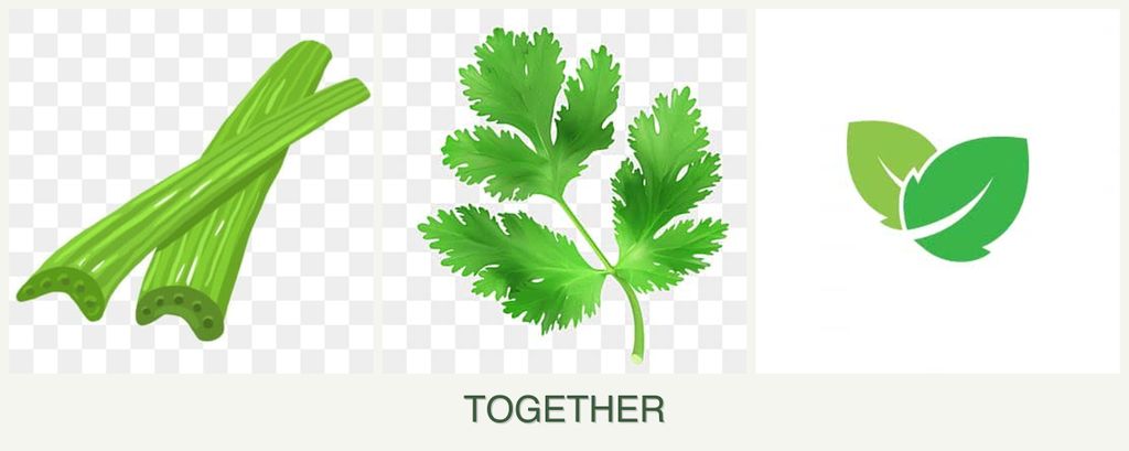 Can you plant celery, parsley and mint together?