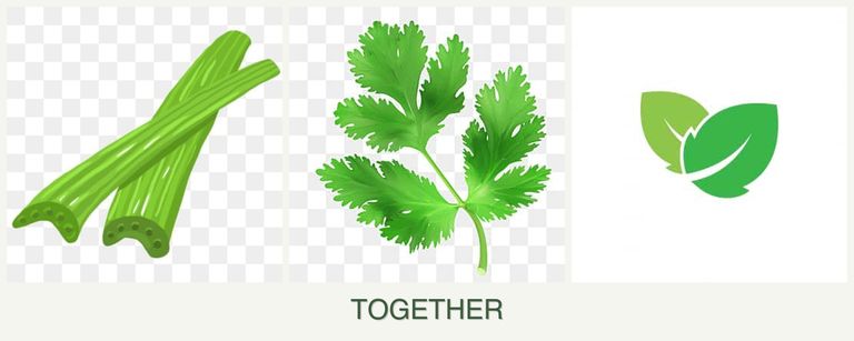 Can you plant celery, parsley and mint together?