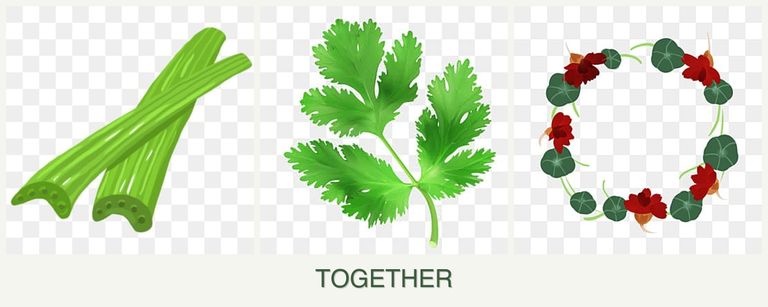 Can you plant celery, parsley and nasturtiums together?