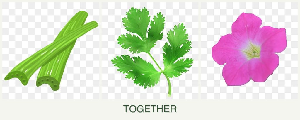 Can you plant celery, parsley and petunias together?