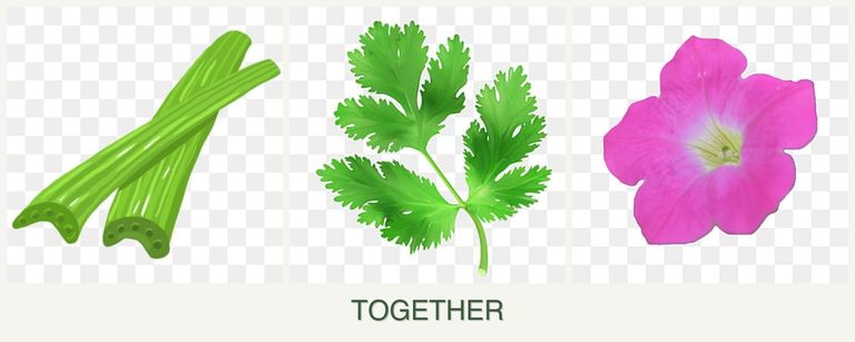 Can you plant celery, parsley and petunias together?