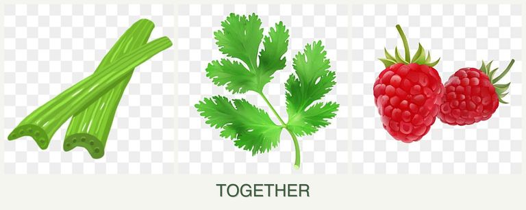 Can you plant celery, parsley and raspberries together?