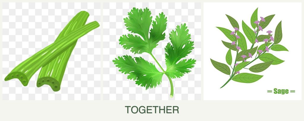 Can you plant celery, parsley and sage together?