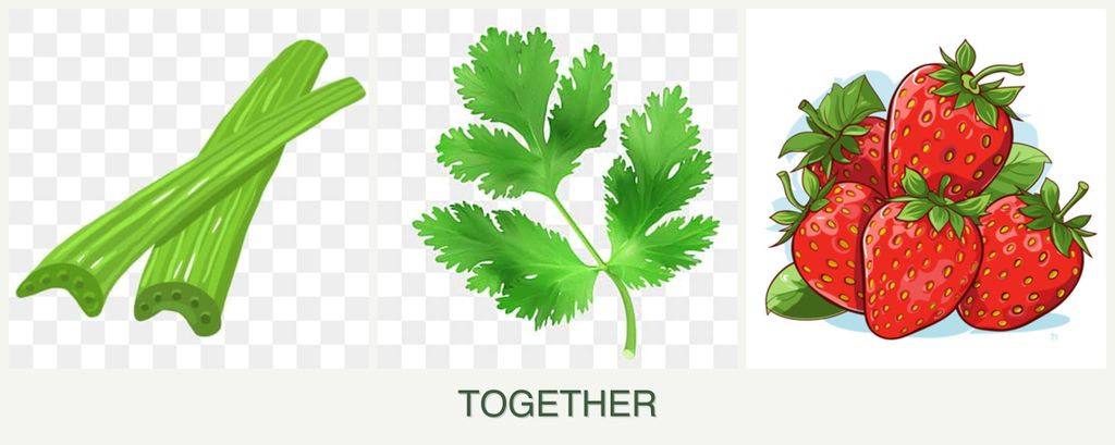 Can you plant celery, parsley and strawberries together?