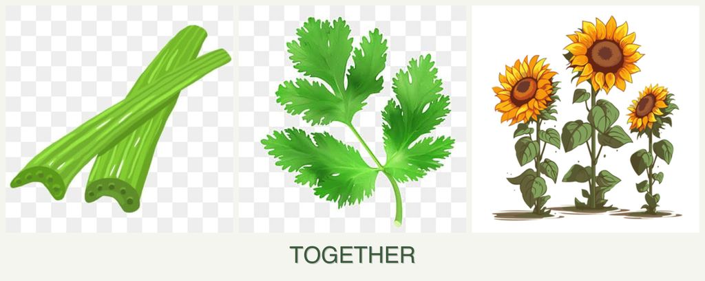 Can you plant celery, parsley and sunflowers together?