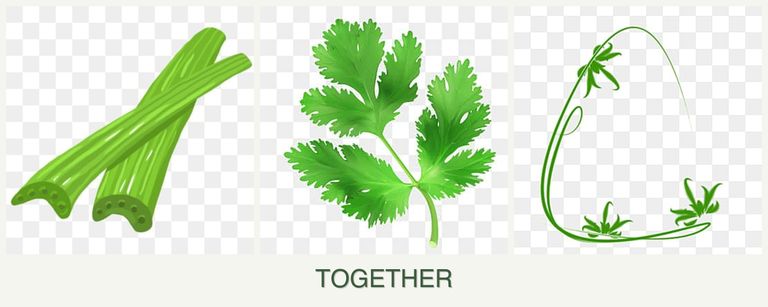 Can you plant celery, parsley and tarragon together?