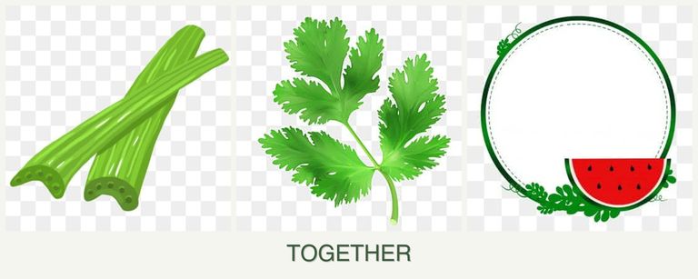 Can you plant celery, parsley and watermelons together?