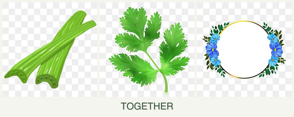 Can you plant celery, parsley and zinnias together?