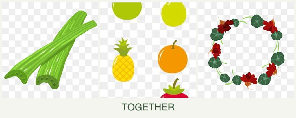 Can you plant celery, pears and nasturtiums together?