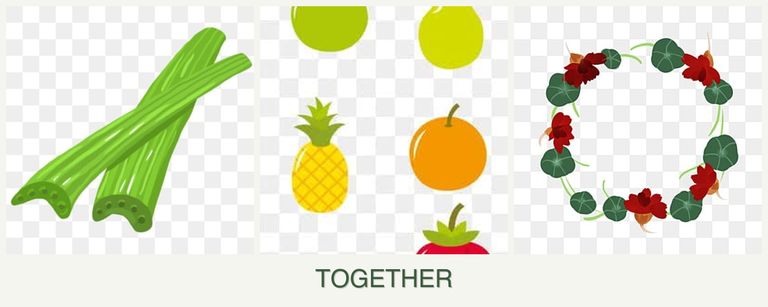 Can you plant celery, pears and nasturtiums together?