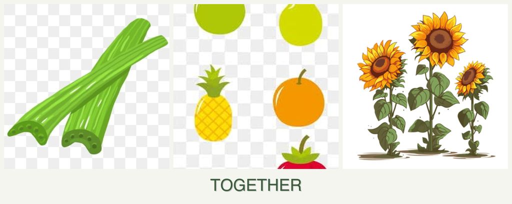 Can you plant celery, pears and sunflowers together?