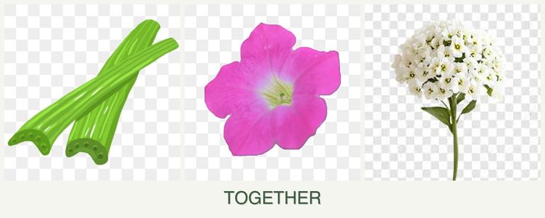 Can you plant celery, petunias and alyssum together?