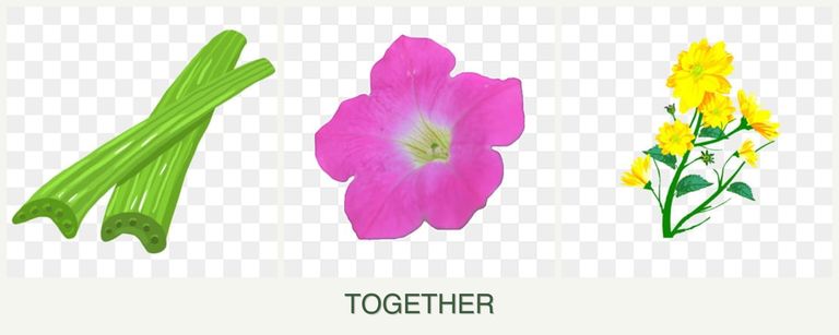 Can you plant celery, petunias and calendula together?
