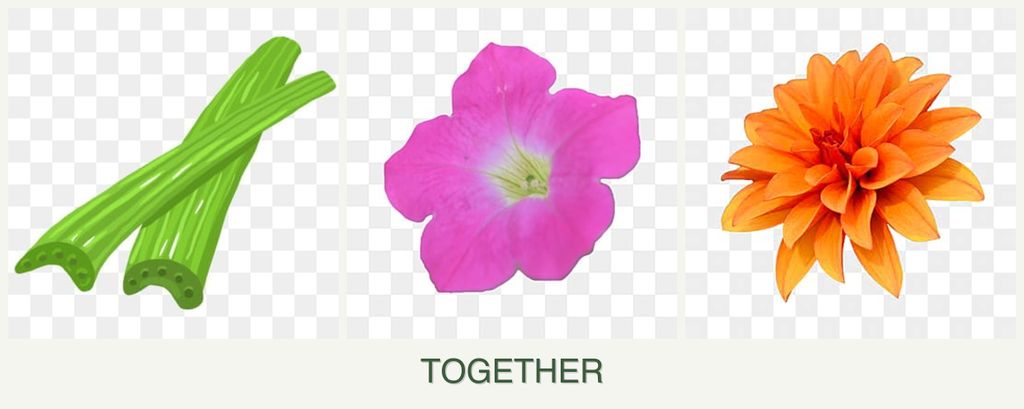 Can you plant celery, petunias and dahlias together?