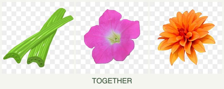 Can you plant celery, petunias and dahlias together?